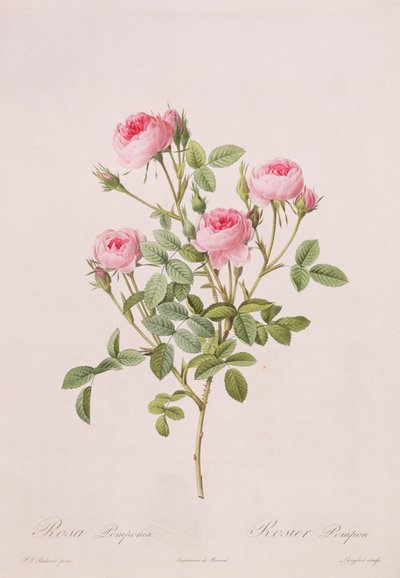 Rosa pomponia, grabado por Langlois, de Les Roses, 1817-24 (aguatinta coloreada) de Pierre Joseph Redouté